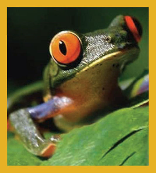 Tree Frog on Leaf   - Magnetic Bookmark