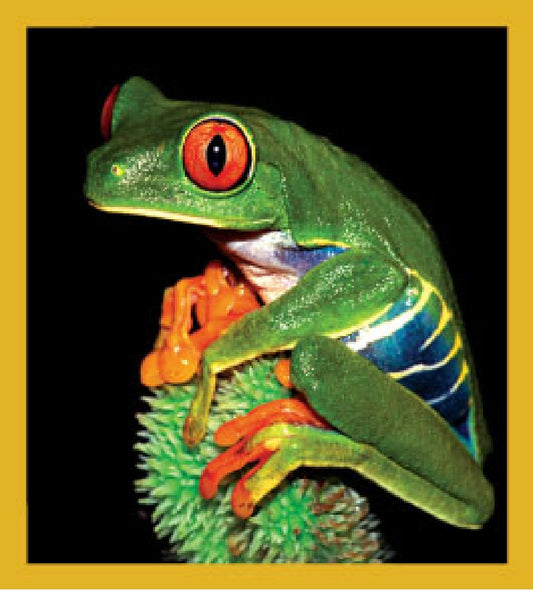 Red-Eyed Tree Frog - Magnetic Bookmark